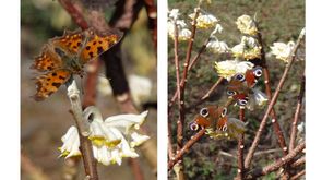 copyright foto's Petra Becker